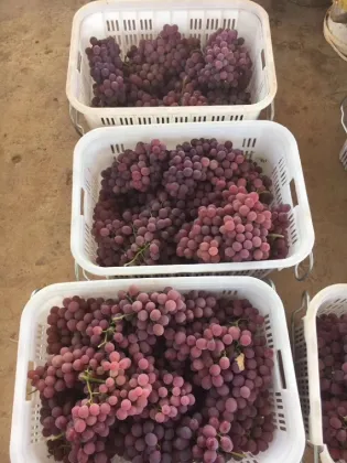 2019 YUNNAN GRAPES START