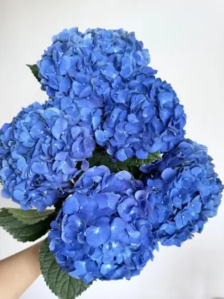 Fresh Cut Dark Blue Hydrangea directly from farm