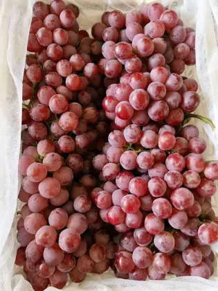 Yun Nan High Quality Red Grape