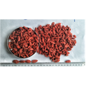 Low Pesticide Hot sale  Dried goji berry/wolfberry