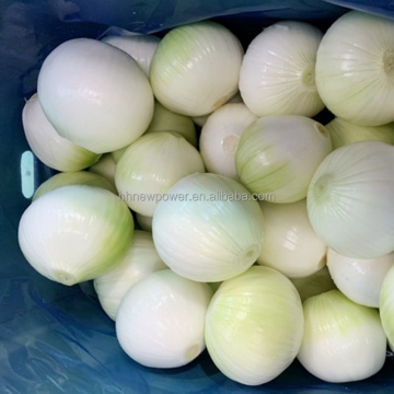 Onion and Garlic Processing Production Line: Cutting, Peeling, and More