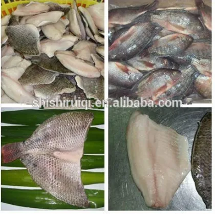 Frozen tilapia