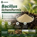 مسحوق بروبيوتيك Bacillus licheniformis