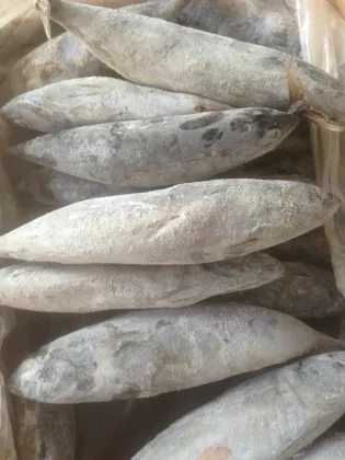 sea frozen bonito tuna