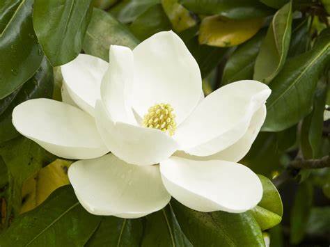 Magnolia Bark Extract powder