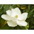 Magnolia Bark Extract powder