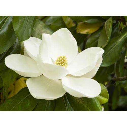 Magnolia Bark Extract powder
