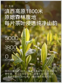 Pure White Tea Essence from Mountain Gardens