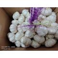 2022 new garlic harvest in June