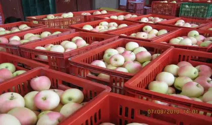 chinese fresh gala apple