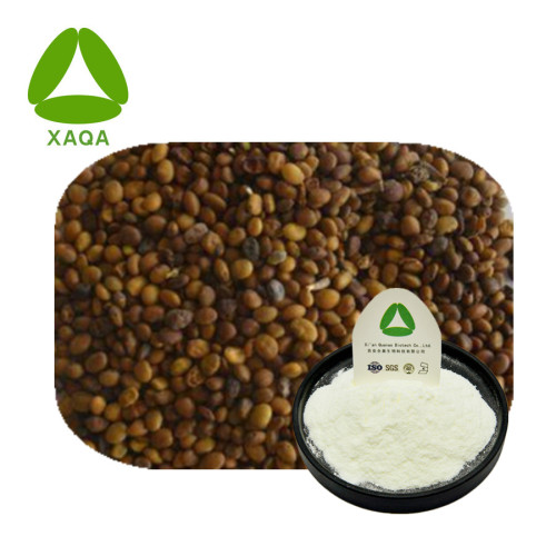 Sophora Alopecuroides Extract Aloperin 98% Powder