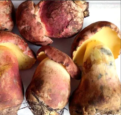 Wild Boletus Mushrooms (Boletus edulis)