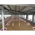 Pan feeding system for chicken