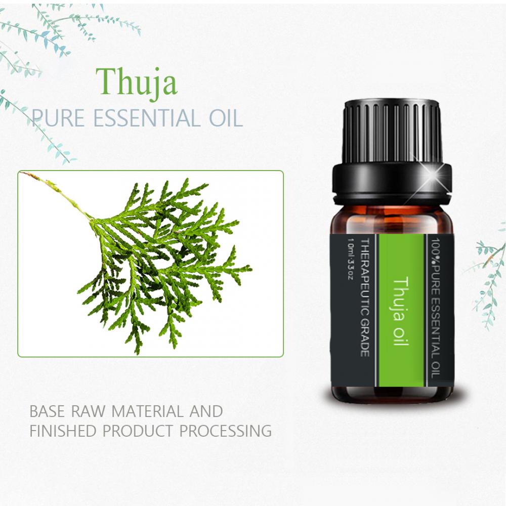 스킨 케어 아로마 테라피를위한 100%순수한 Thuja 에센셜 오일