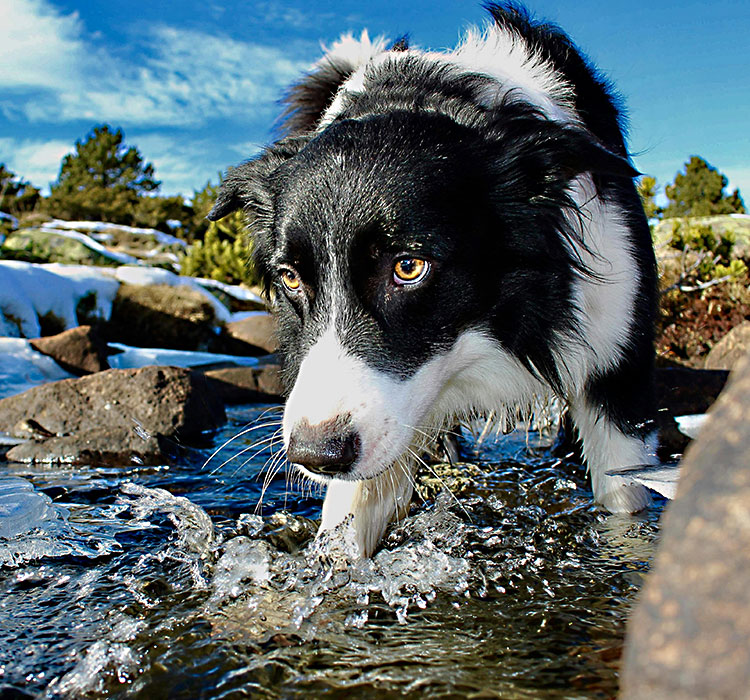 How the Squeaky Dog Latex Toy Crocodile Wins Over Even the Most Discerning Dog Owners