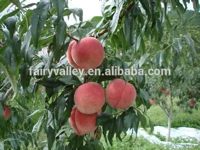 Fruit Tree Seeds Big Sweet Peach Seeds For Planting