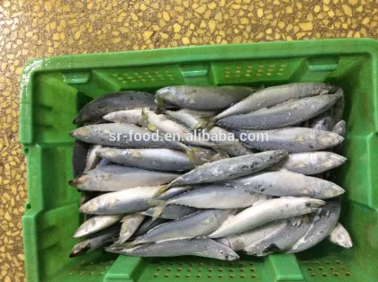 Pacific Mackerel fish