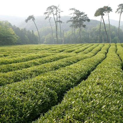 Fresh Aroma Japan Sencha Green Loose Tea