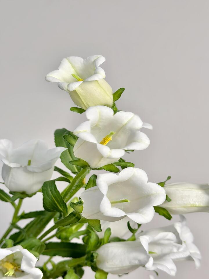 White Bellflower