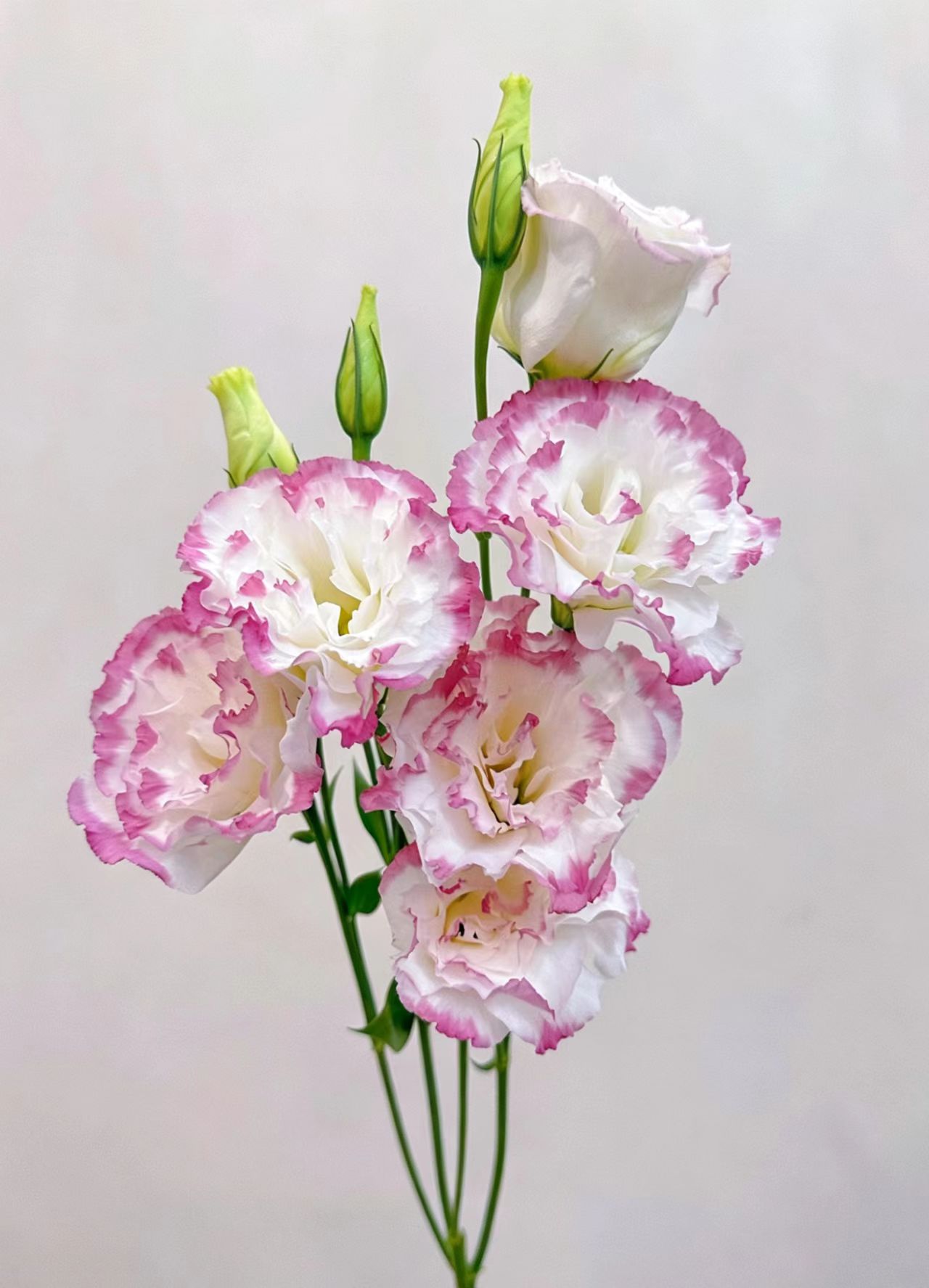 Pink edged lisianthus