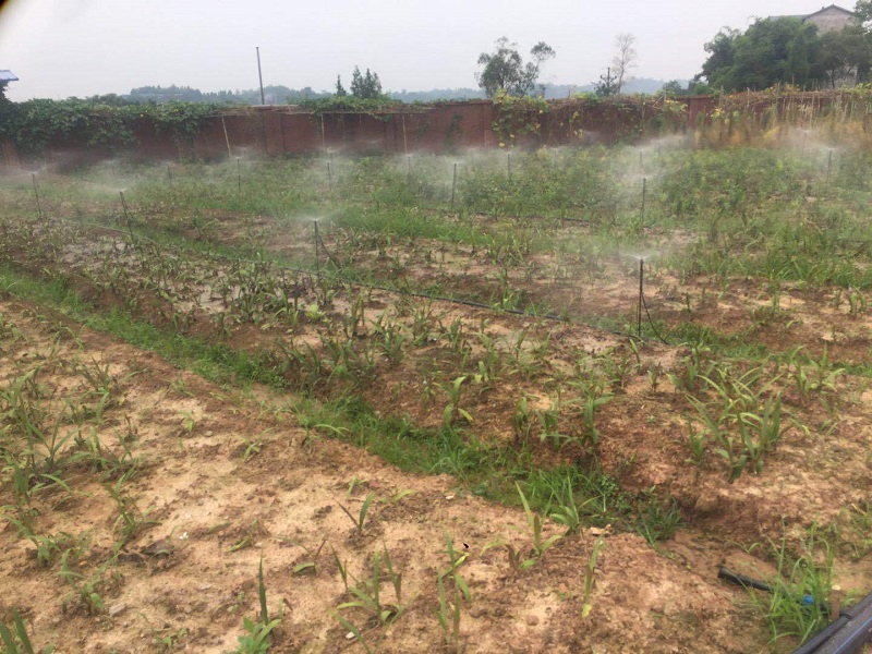 Chongqing Qingcheng Agriculture's Hechuan Drip Irrigation Project Passes Acceptance Inspection, Client Praises Service Quality!