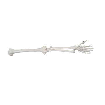 Natural large upper limb model