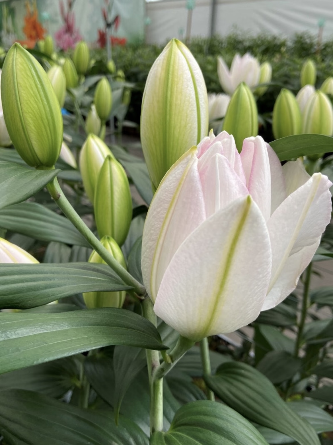 Canova Double petal lily4