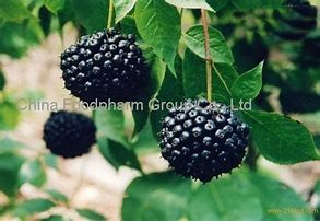 High quality Siberian Ginseng Extract