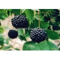 High quality Siberian Ginseng Extract