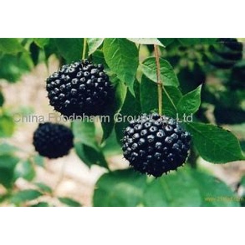 High quality Siberian Ginseng Extract