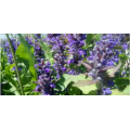 Extracto de Ajuga Turkestanica de alta calidad 10% Turkesterona