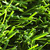 W shape grass