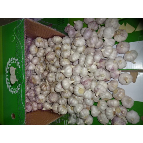 Size 5.0cm 2020 Normal White Garlic