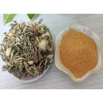 Dandelion Extract Powder Used as Food Additive