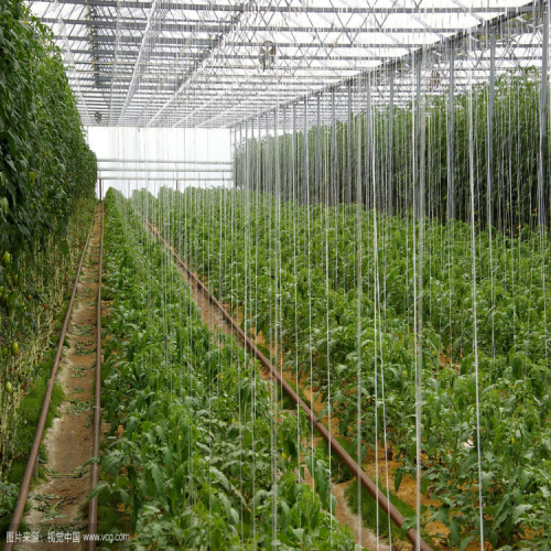 Extremidades de la línea del enrejado del tomate que apoyan los pepinos Tomates