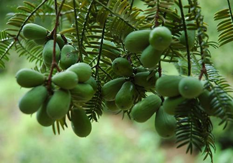 Torreya Grandis Seed Extract