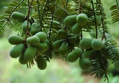 High Quality Chinese Torreya Extract for food