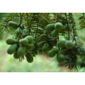 High Quality Chinese Torreya Extract for food