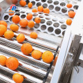 Classificador de frutas comercial totalmente automático
