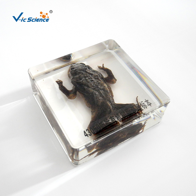 Embedded Specimen Of Toad Animal Teaching Specimens, High Quality ...