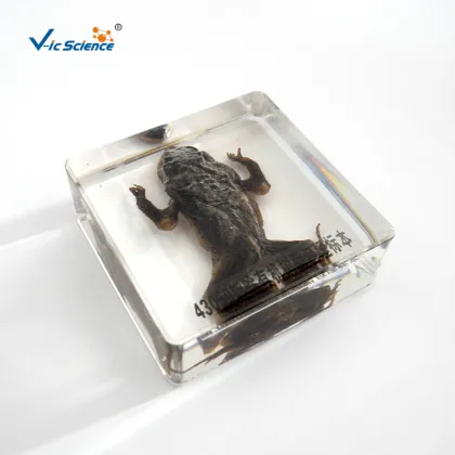 Embedded Specimen of Toad Animal Teaching Specimens
