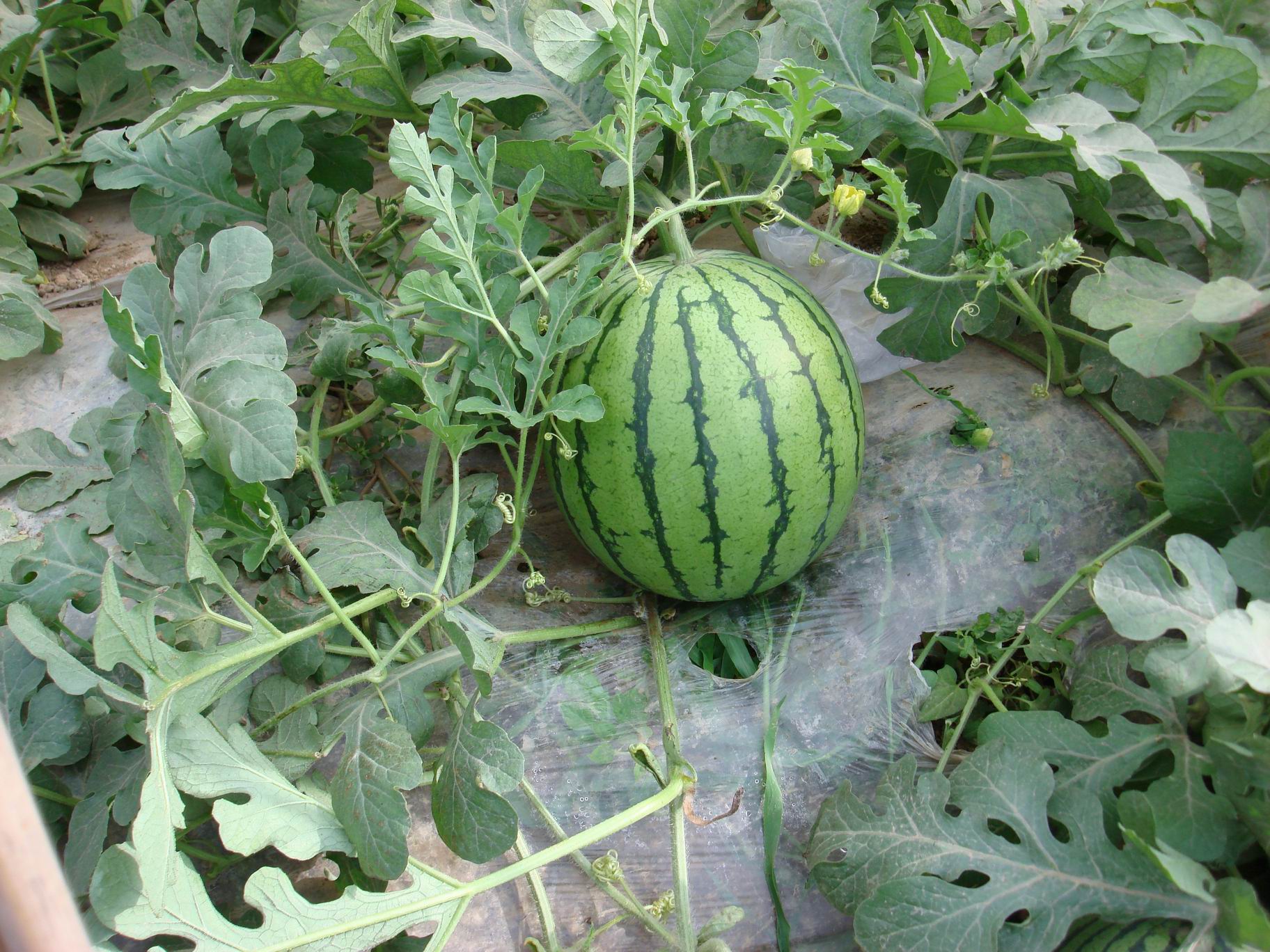 Best Watermelon Seeds for Sales