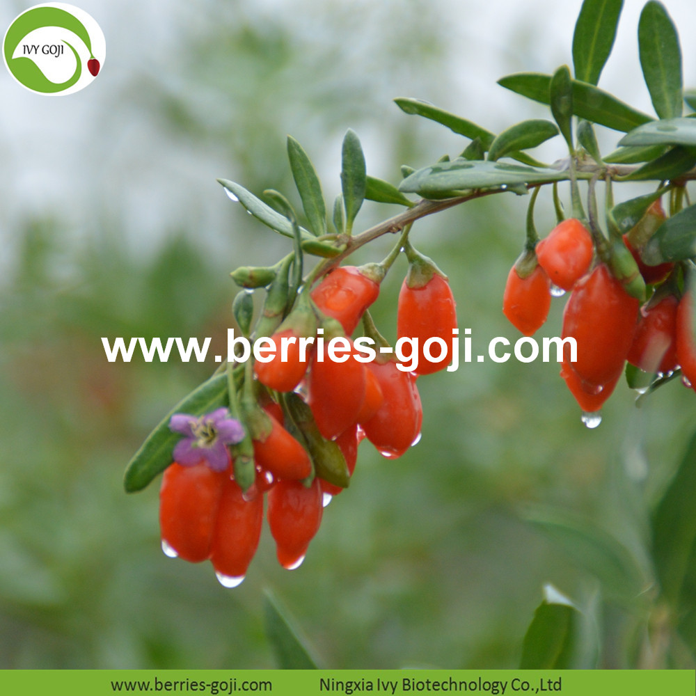 goji berry