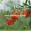 Diet Natural Fruit Super Common Goji Berry