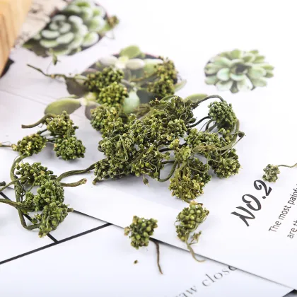 100% Pure Chinese Herbal Tea: Free Sample of Dried Ginseng Flower Tea (Sanchi Flower)