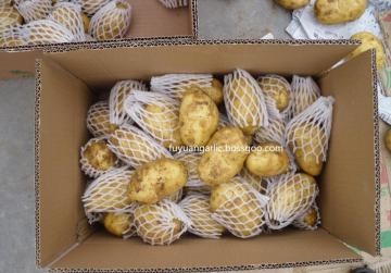 natural fresh potato is saling