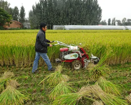 Rice Harvester Agricultural Machinery: Casting and Harvesting Solutions