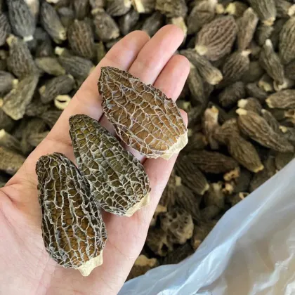 First Grade Whole Morels