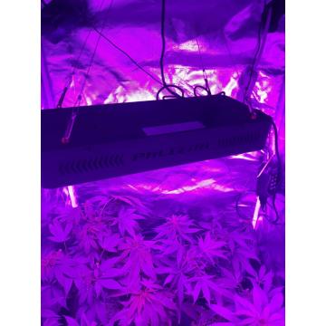 Hydroponic Systems Luces de cultivo LED de invernadero para interiores