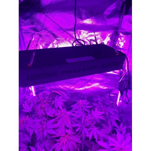 600W Led Light Plant untuk Indoor Growing